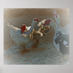 Poster Muscovy Ducks Imprimer
