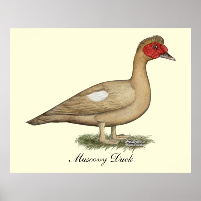 Poster Muscovy light chocolate drake (Devant)