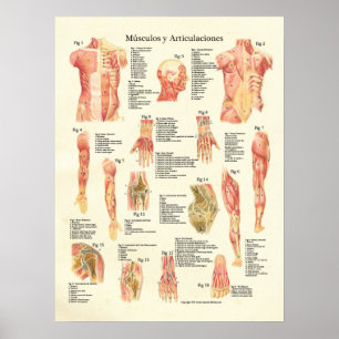 Poster Músculos y Articulaciones Anatomie Espagnol