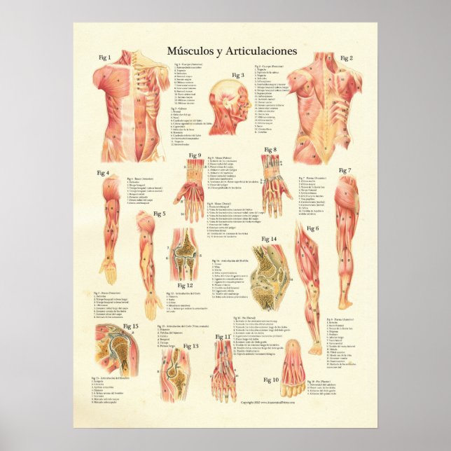 Poster Músculos y Articulaciones Anatomie Espagnol (Devant)