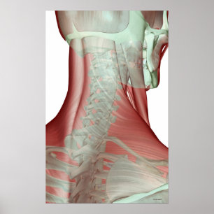 Poster Musculoskeleton du cou
