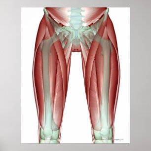 Poster Musculoskeleton du membre inférieur