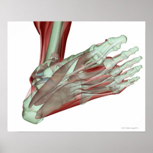 Poster Musculoskeleton du pied 2