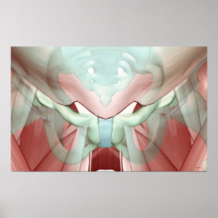 Poster Musculoskeleton of the Pelvis 2