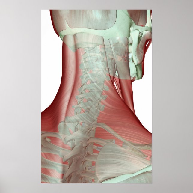 Poster Musculosquelette du cou (Devant)