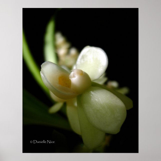 Poster Muse (Devant)