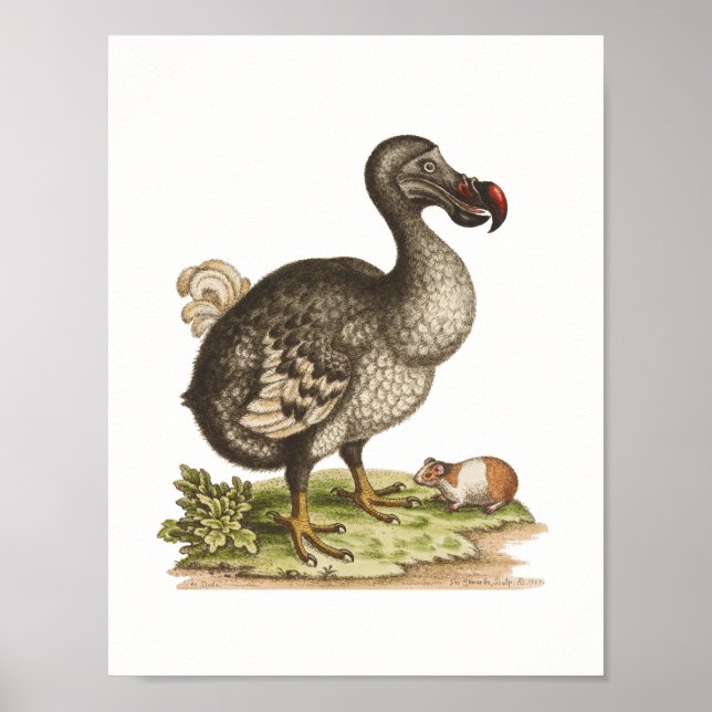 Poster Musée d'histoire naturelle-Dodo-Extinct-Oiseau Pos (Devant)
