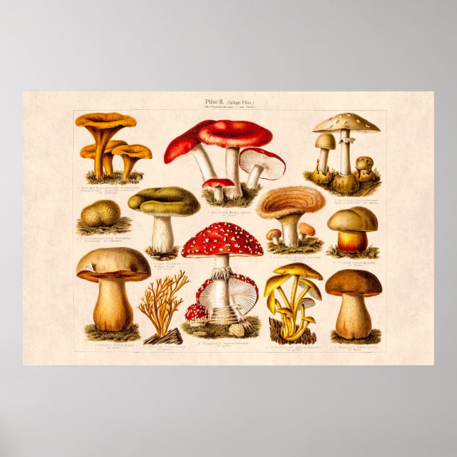 Poster Mushrooms de la variety rouge (Devant)
