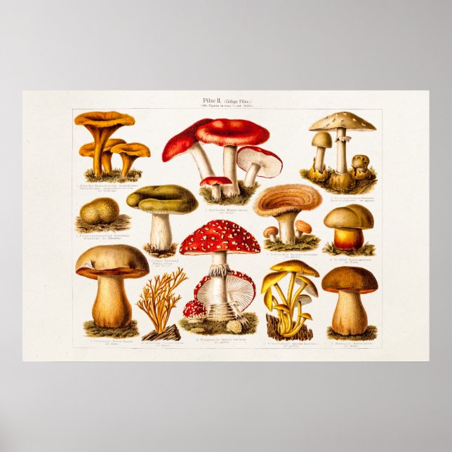 Poster Mushrooms de la variety rouge (Devant)