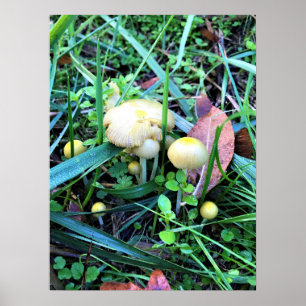 Poster Mushrooms de l'Oregon