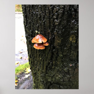 Poster Mushrooms on a tree, Oregon