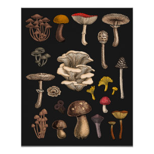 Poster Mushrooms sauvages