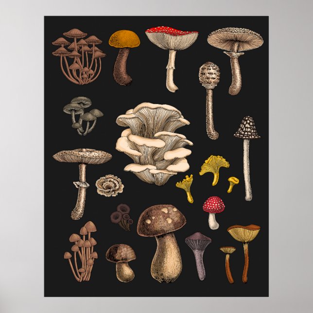 Poster Mushrooms sauvages (Devant)