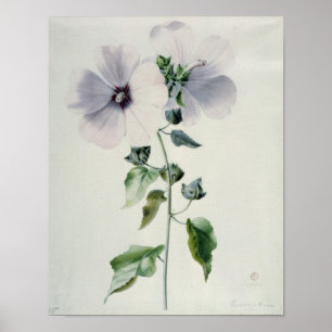 Poster Musk Mallow, 18ème siècle
