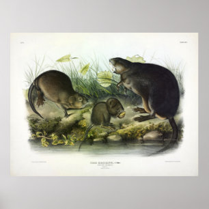 Poster Musk-Rat, Muskrat, Ondatra zibethicus, par Audubon