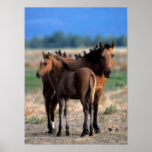 Poster Mustang Mare et poulain debout avec les oiseaux
