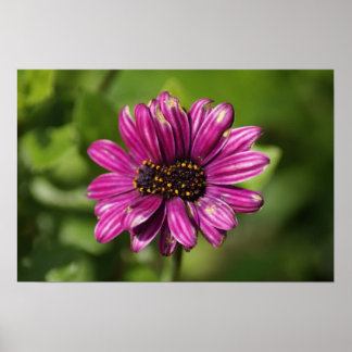 Poster Mutant Osteospermum / Dimorphotheca