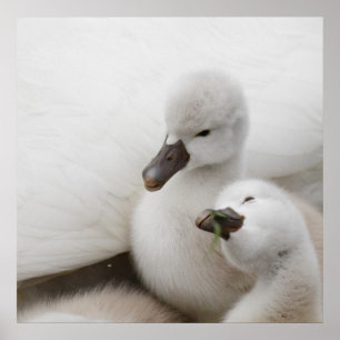 Poster Mute Swan Cygnets