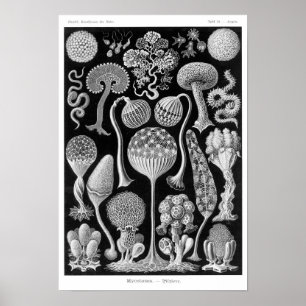 Poster Mycetozoa de Haeckel