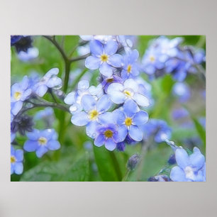 Poster Myosotis des marais de jour pluvieux
