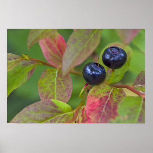Poster Myrtille mûre dans le Flathead National