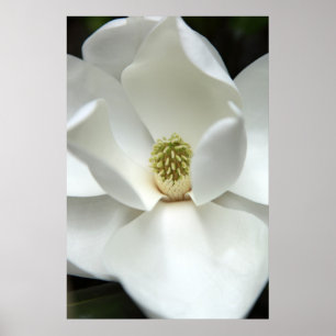 Poster Mystérieusement Magnolia