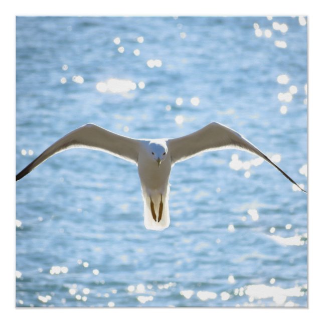 Poster Mystic Seagull (Devant)