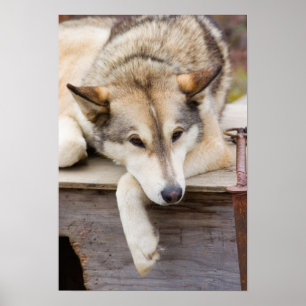 Poster N.A., Etats-Unis, Alaska. Chiens de traîneau