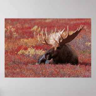 Poster N.A., États-Unis, Alaska, Denali National Park, Bu