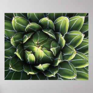 Poster N.A., États-Unis, Arizona, Tucson, Sonora Desert