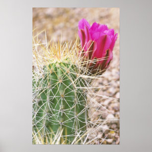 Poster N.A., États-Unis, AZ, Phoenix, Jardin botanique du