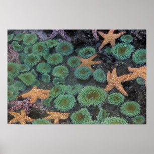 Poster N.A., États-Unis, Washington, Parc National Olympi