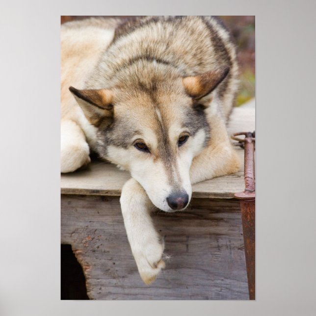 Poster N.A., USA, Alaska. Chiens de traîneau Husky à (Devant)