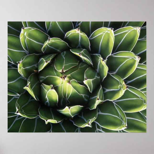 Poster N.A., USA, Arizona, Tucson, Sonora Desert (Devant)