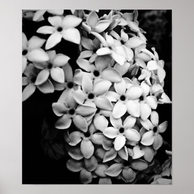 POSTER N&B (Devant)