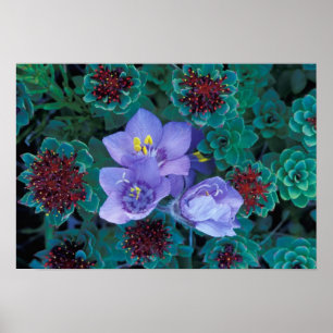 Poster NA, États-Unis, Alaska, îles Aléoutiennes, Fleurs
