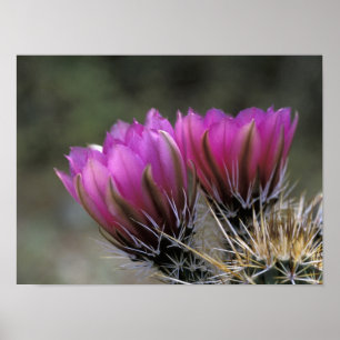 Poster NA, États-Unis, Arizona, désert de Sonora. Hérisso