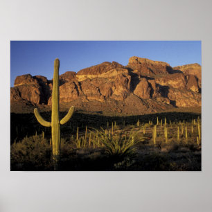 Poster NA, États-Unis, Arizona. Organ Pipe Cactus Nationa