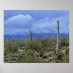 Poster NA, États-Unis, Arizona, Saguaro National Monumen