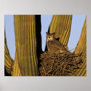Poster NA, États-Unis, Arizona, Tucson. Grand-duc d'Améri