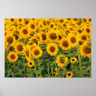 Poster Na, États-Unis, Colorado, Tournesols