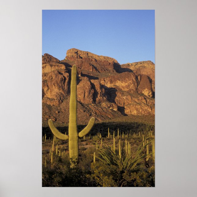 Poster NA, USA, Arizona. Organ Pipe Cactus National (Devant)