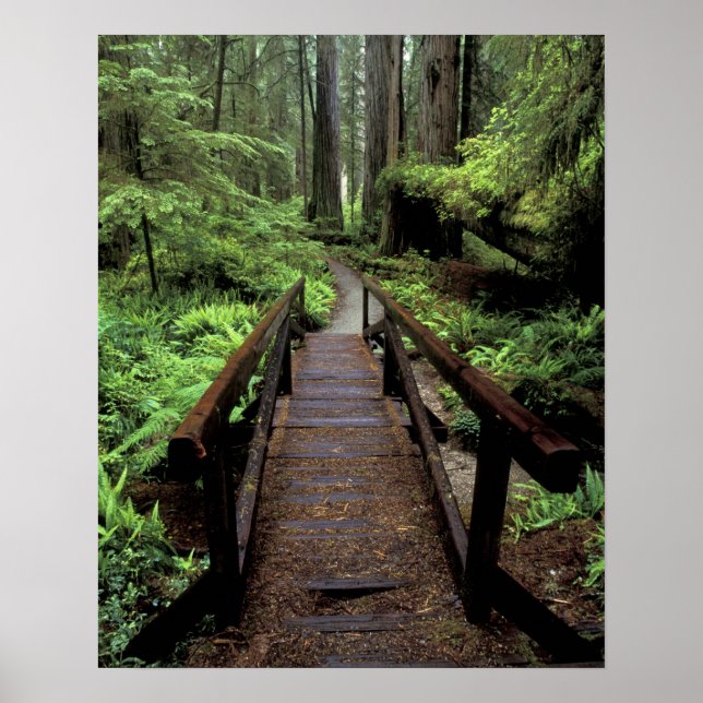 Poster NA, USA, Californie, Jedidiah Smith Redwoods (Devant)