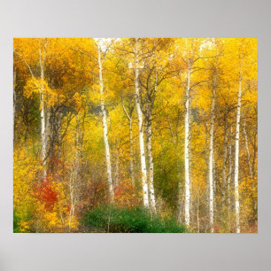 Poster NA, USA, Washington, Fall Aspen Trees le long