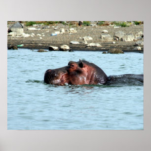 Poster nage hippo