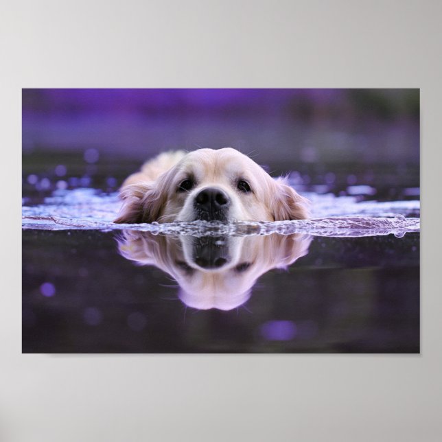 Poster Nager Golden Retriever (Devant)