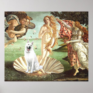 Poster Naissance de Vénus - Berger blanc allemand