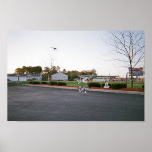 Poster N'alimentez pas les mouettes