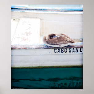 Poster Napping Pelican