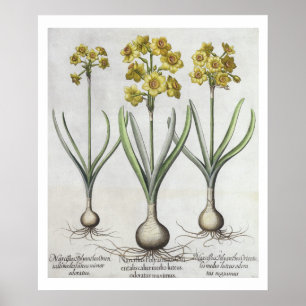 Poster Narcisses de Tazetta, du 'Hortus l'Eystettensis